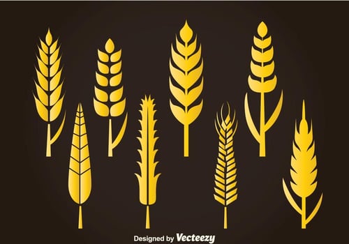 Wheat Stalk Vector