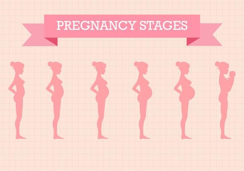 Free Pregnancy Stages Vector