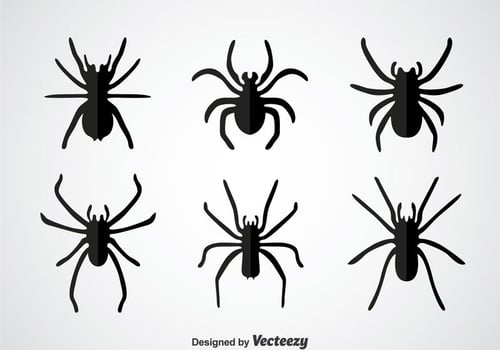 Tarantula Vector