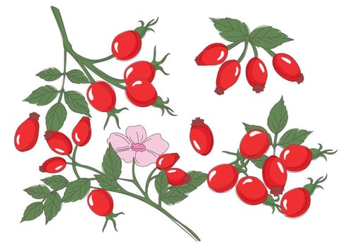 Rosehip Vector