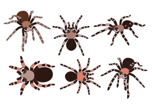 Tarantula Vectors