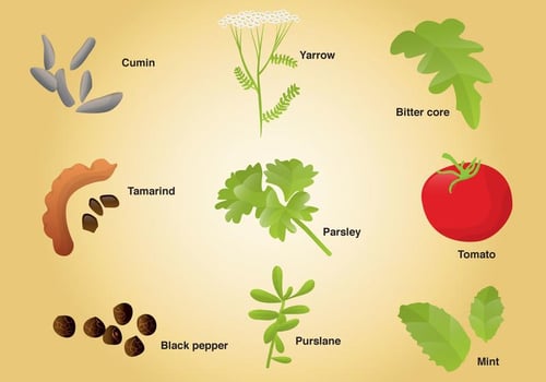 Set of Different Spices vector