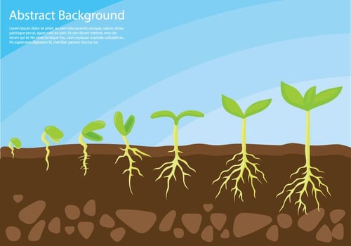 Plant Grow Up Concept Vector