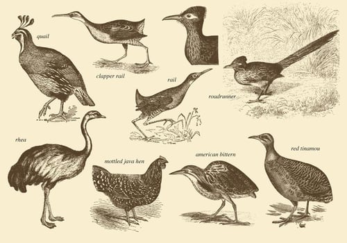 Flightless Birds Drawings vector