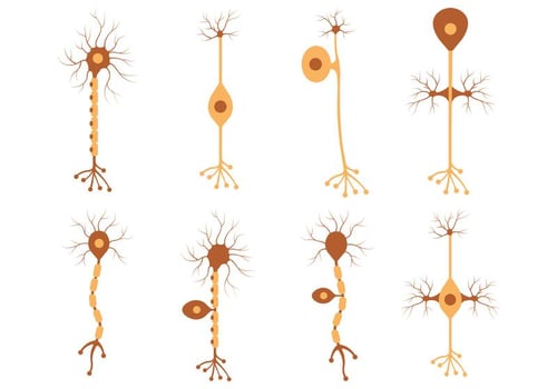 Set Of Neuron Vector