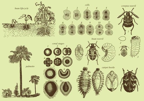 Grow Up Insects And Plants vector