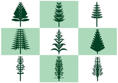 Araucaria Vector