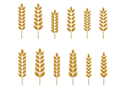 Free Wheat Vector