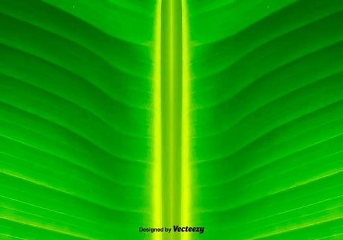 Green Leaf Background - Vector