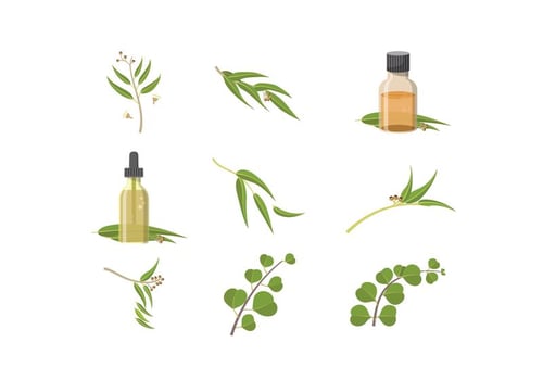 Free Eucalyptus Vectors