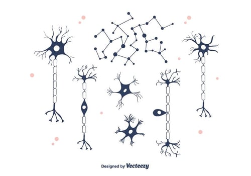 Neuron Vector