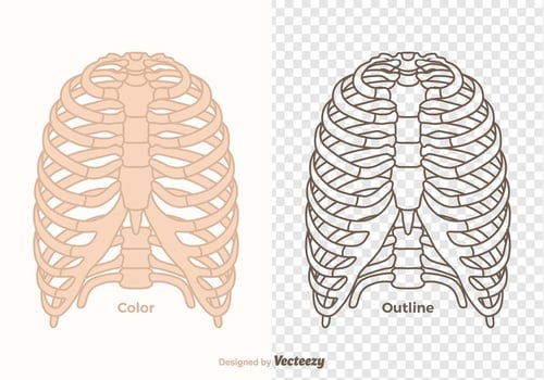Free Vector Ribcage