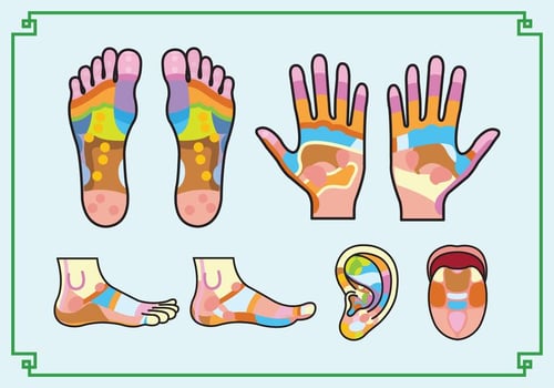Free Reflexology Chart vector