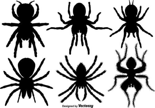 Vector Set Of Tarantula Icons