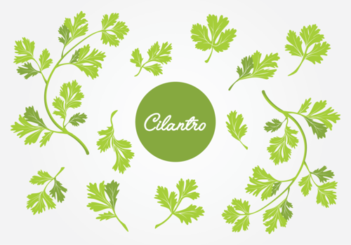 Set of Cilantro Leaf  vector