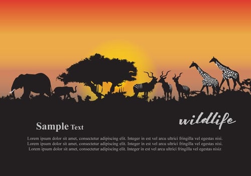 Animals Sunset vector