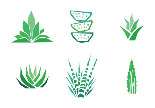 Set of Aloe Vera Drawings vector