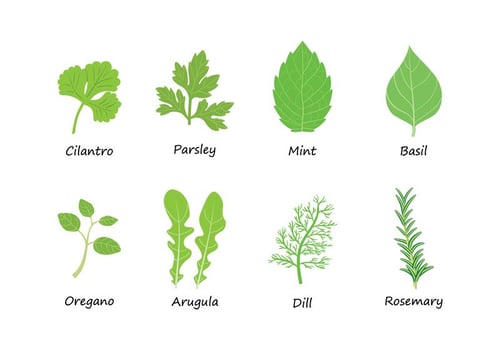 Herbs Vector