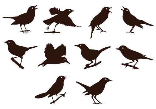 Nightingale Silhouettes Vector