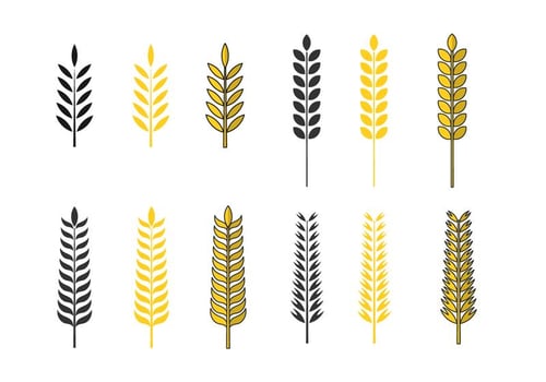 Golden Oat Vector Set