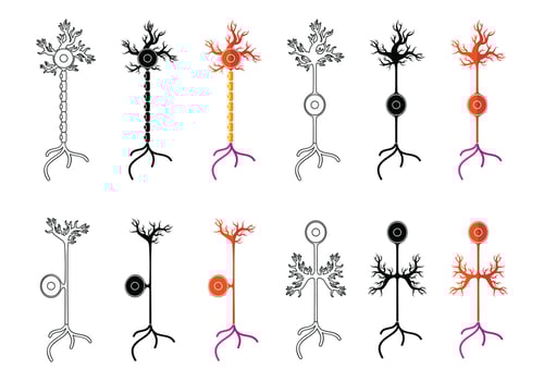 Set Of Neuron Vector