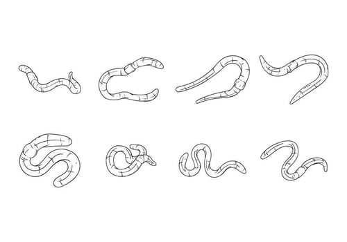 Free Hand Drawing Earthworm Vector