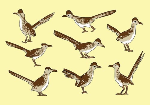 Free Roadrunner Bird Vector