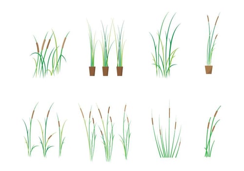 Free Cattails Vector