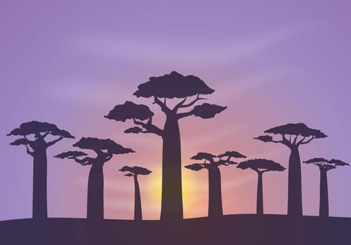 Free Baobab Background Vector