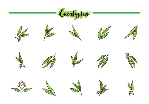 Free Eucalyptus Icons vector