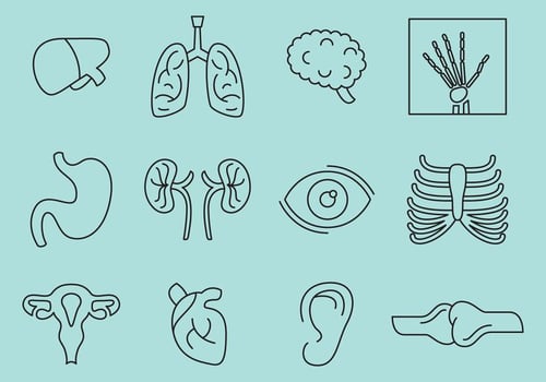 Bones And Organs Icons vector