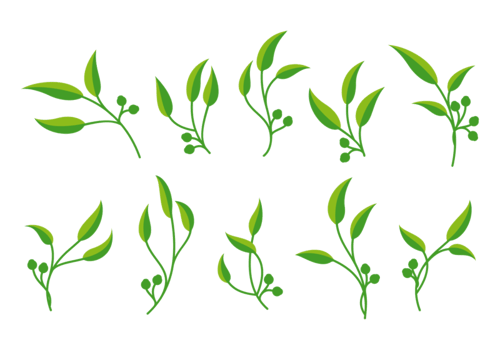 Eucalyptus Vector