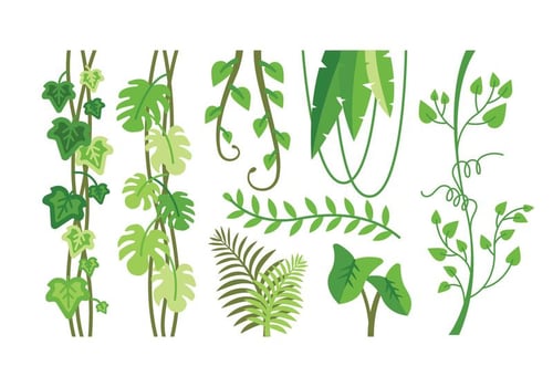 Tropical plants vectors