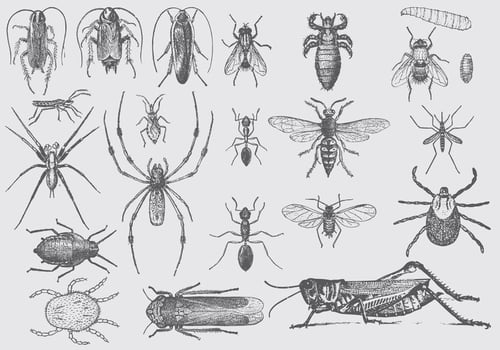Vintage Pest Drawings vector