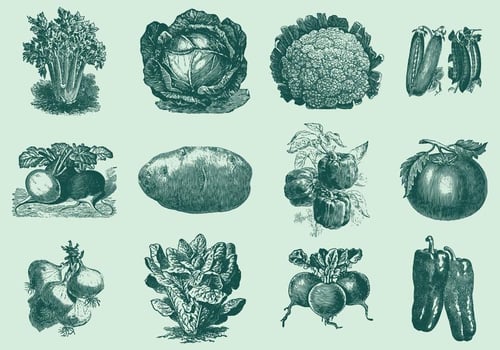 Vintage Vegetables vector