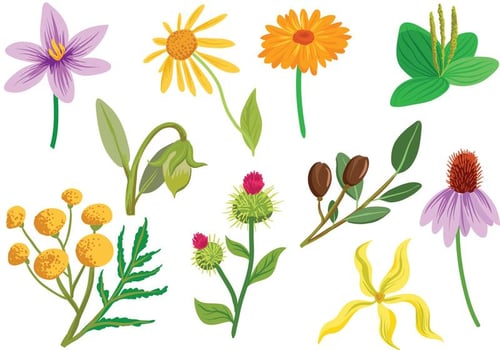 Free Cosmetic Plants Vectors