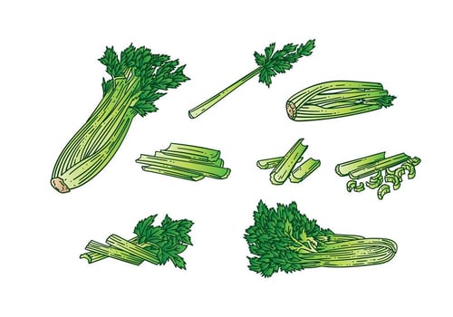 Celery Vector