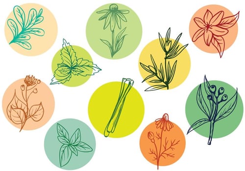 Herbs Vectors