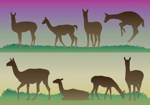 Guanaco Silhouettes vector