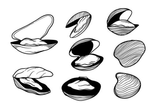 Hand Drawn Mussel Vector