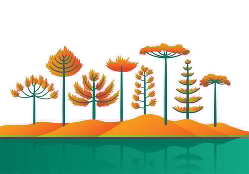 Araucaria Cartoon Vector