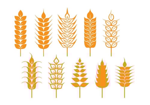 Oat and Wheat Stalk Icons vector