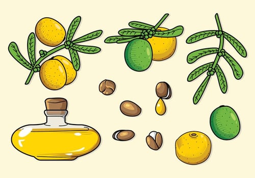 Free Argan Vector