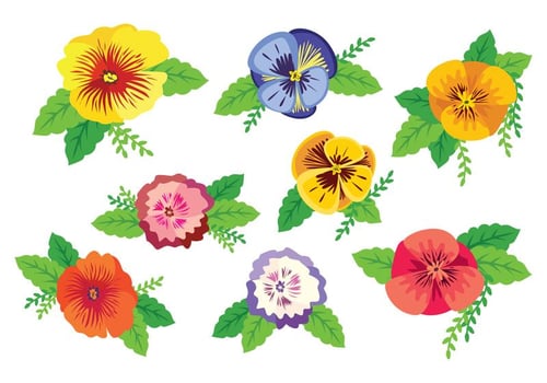 Free Colorful Pansy Vector