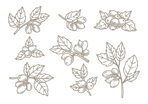 Rosehip Doodle Vector