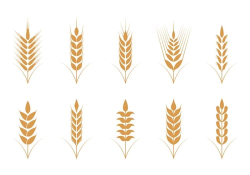Oats Vector Icons
