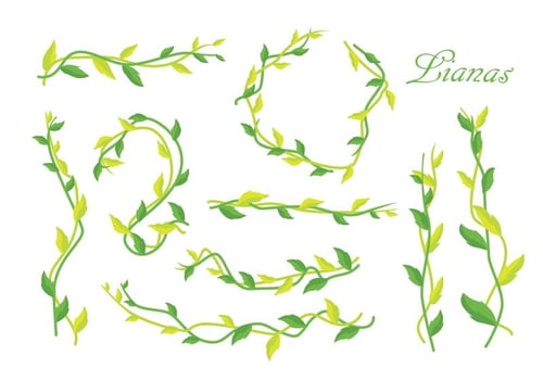 Free Liana Vector