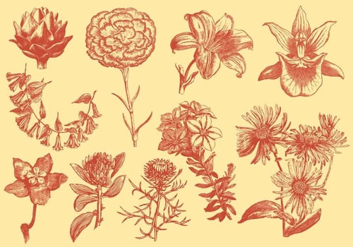 Orange Exotic Flower Illustrations vector