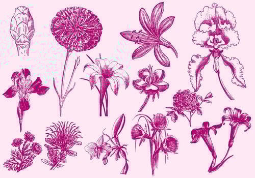 Pink Exotic Flower Illustrations vector