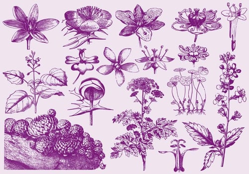 Purple Exotic Flower Illustrations vector